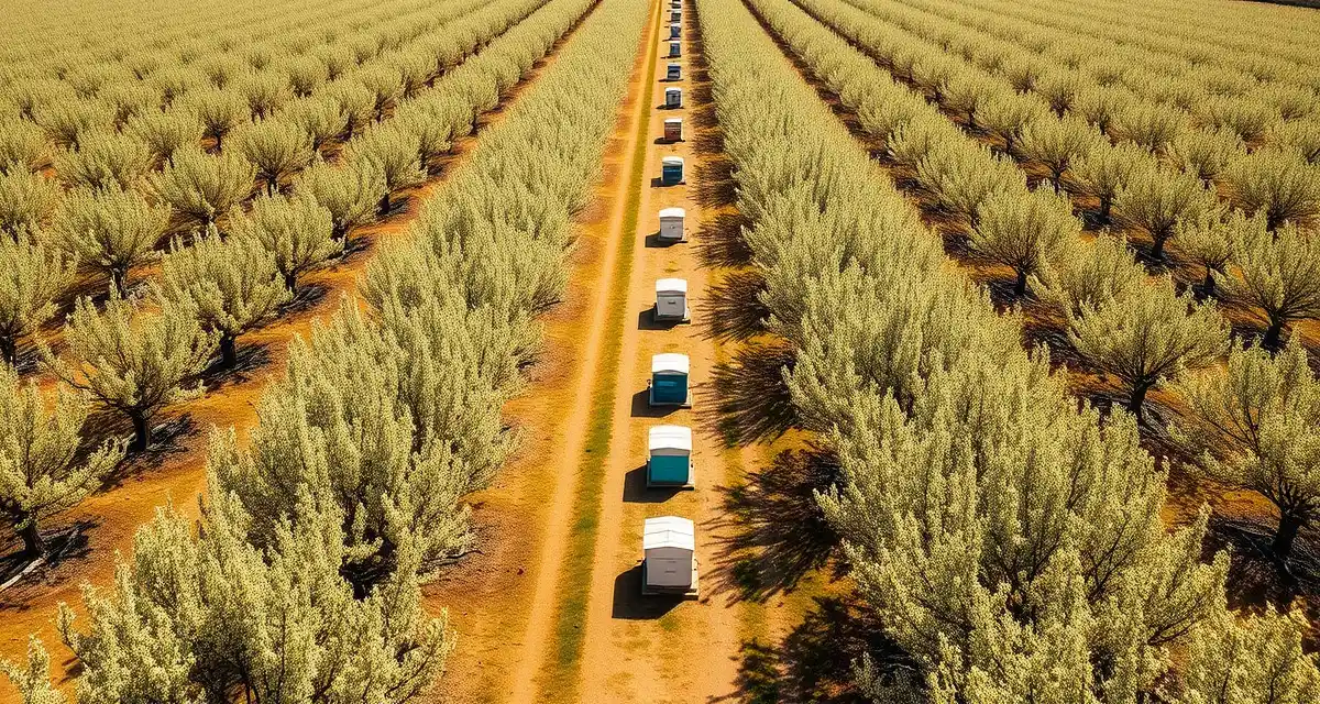 Strategic hive placement for almond pollination California almond orchard with beehives during peak bloom season for commercial pollination operations