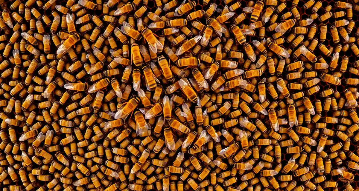 Premium hive strength standards for almond grower contracts Healthy honeybee hive frame with dense bee coverage showing premium hive strength for almond pollination contracts