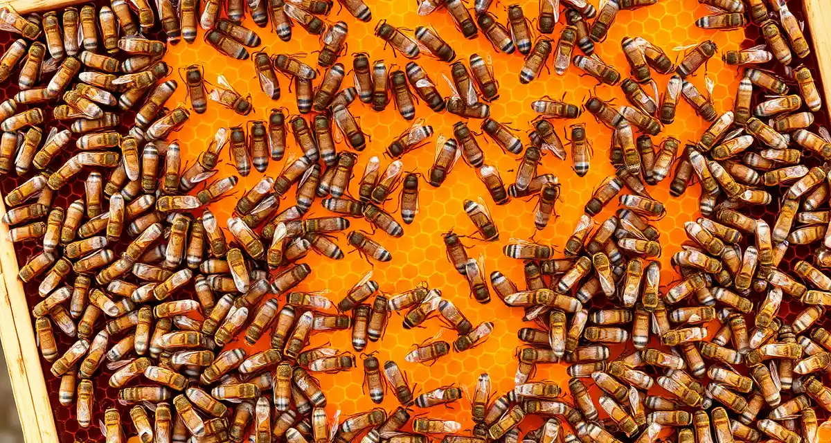 Frame-by-frame assessment of colony strength standards Healthy honeybee colony frames showing dense bee population and brood pattern required for almond pollination contracts